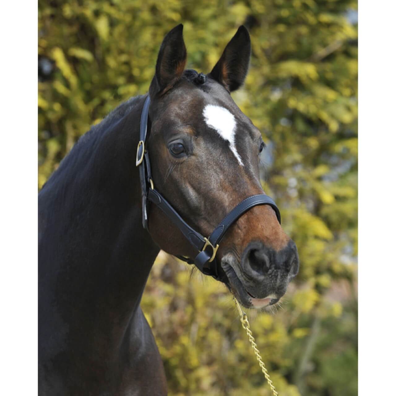 Stübben Stallhalfter NT Lederhalfter Stübben Stallhalfter NT Lederhalfter