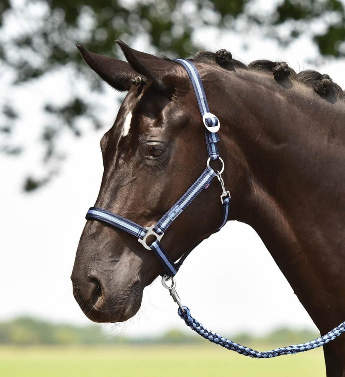 BUSSE Halfter Spirit II BUSSE Halfter Spirit II