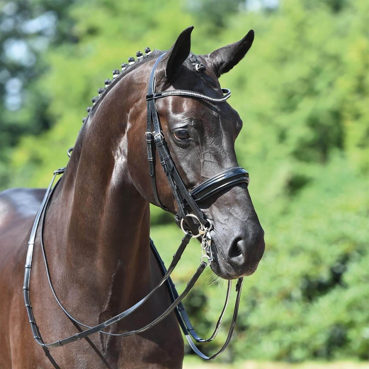 BUSSE Kandare Massa BUSSE Kandare Massa