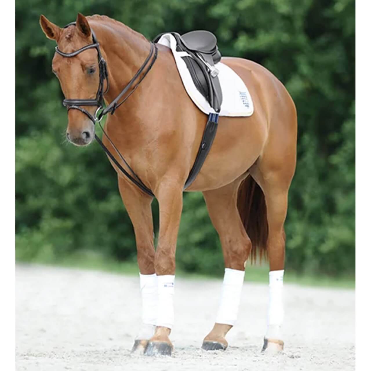 Passier Schlaufzügel mit Karabinerhaken Hilfszügel Passier Schlaufzügel mit Karabinerhaken Hilfszügel