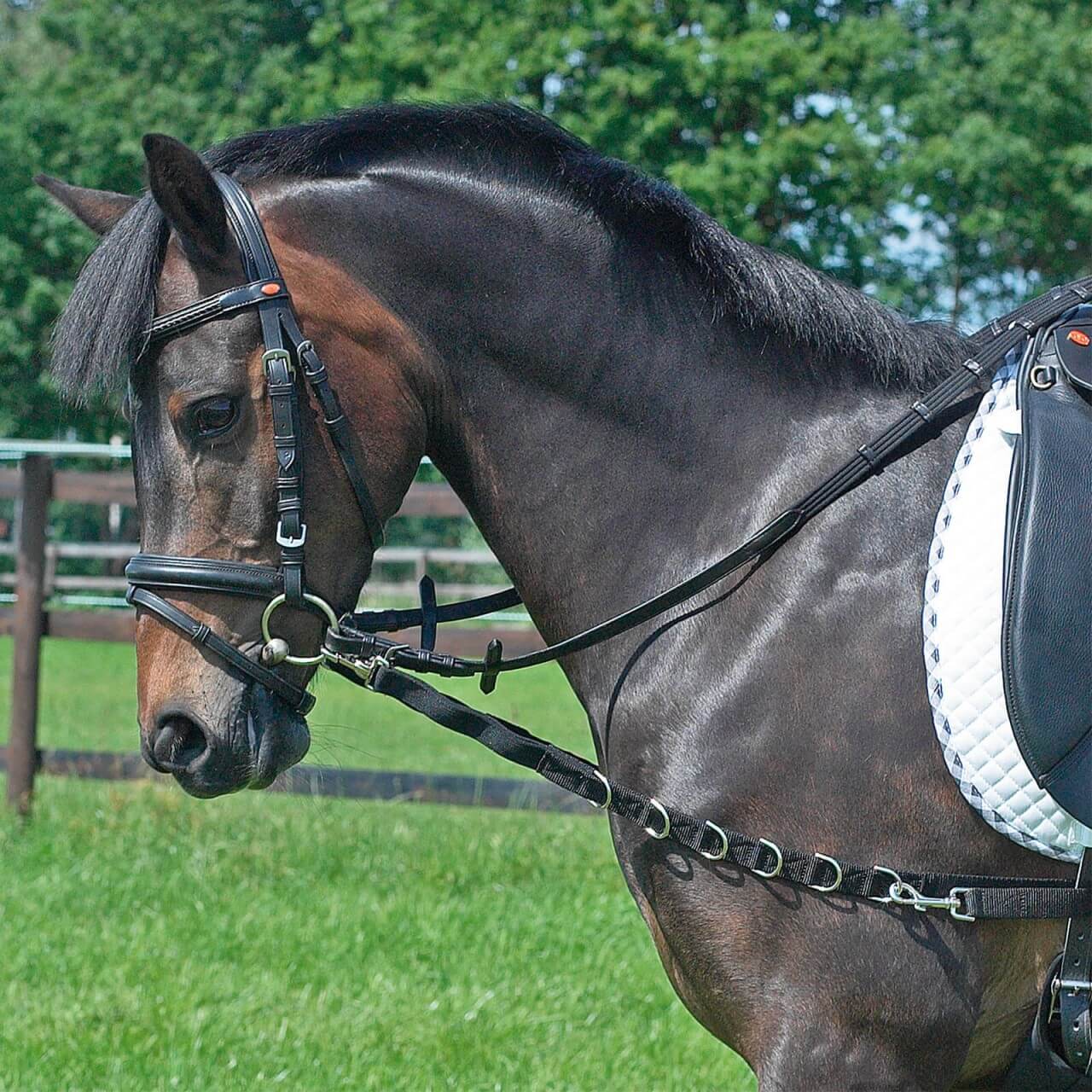 BUSSE Ausbindezügel Oesen Elastik BUSSE Ausbindezügel Oesen Elastik