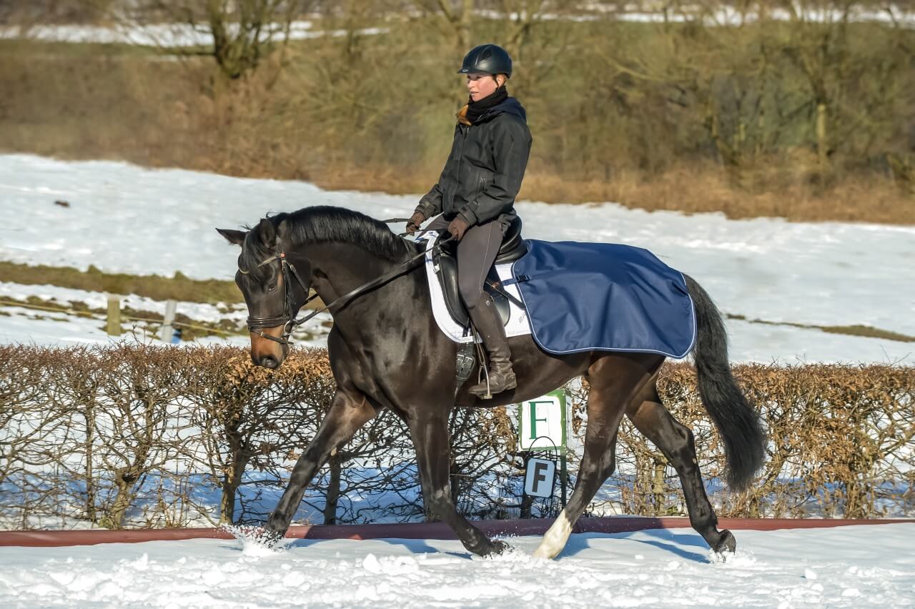 Bucas Nierendecke Quarter Sheet Ausreitdecke Bucas Nierendecke Quarter Sheet Ausreitdecke