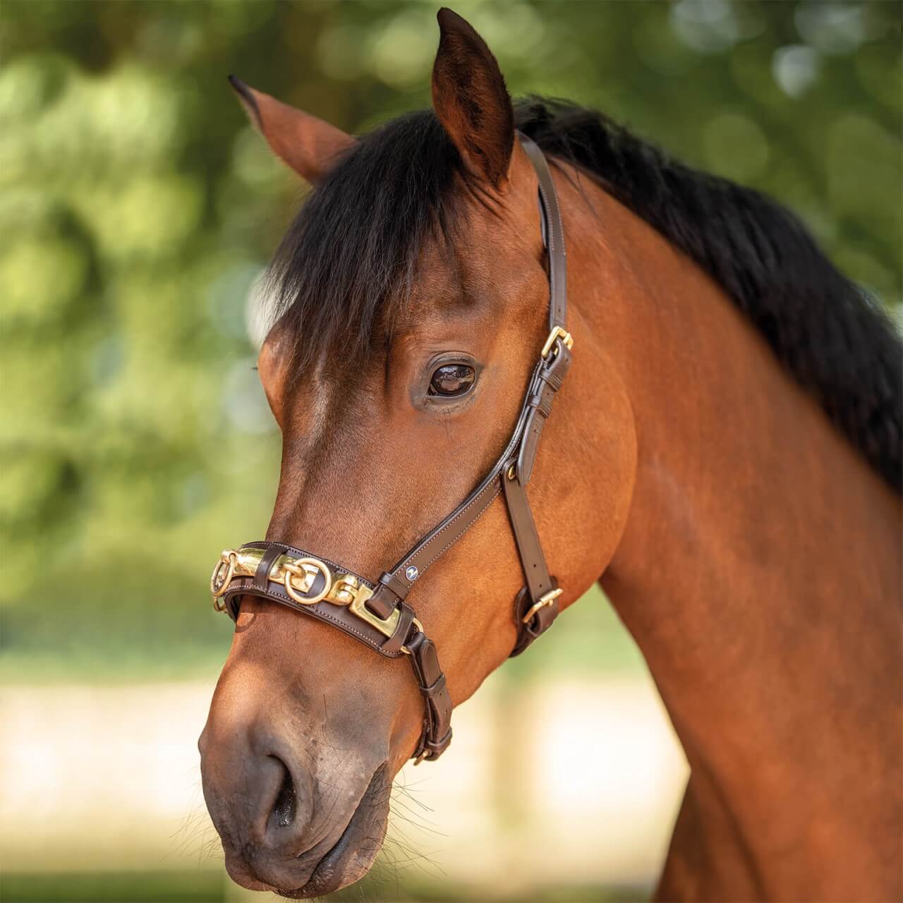 BUSSE Kappzaum Anatomix BUSSE Kappzaum Anatomix