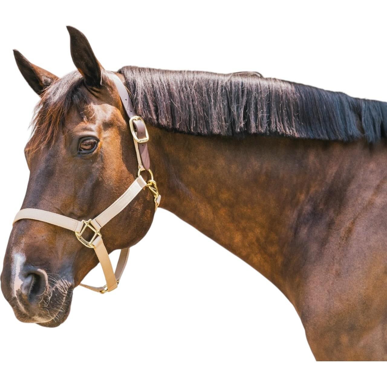 Kentucky Horsewear Halfter Breakaway Nylonhalfter Kentucky Horsewear Halfter Breakaway Nylonhalfter